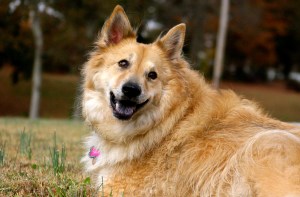 peaches-over-the-shoulder